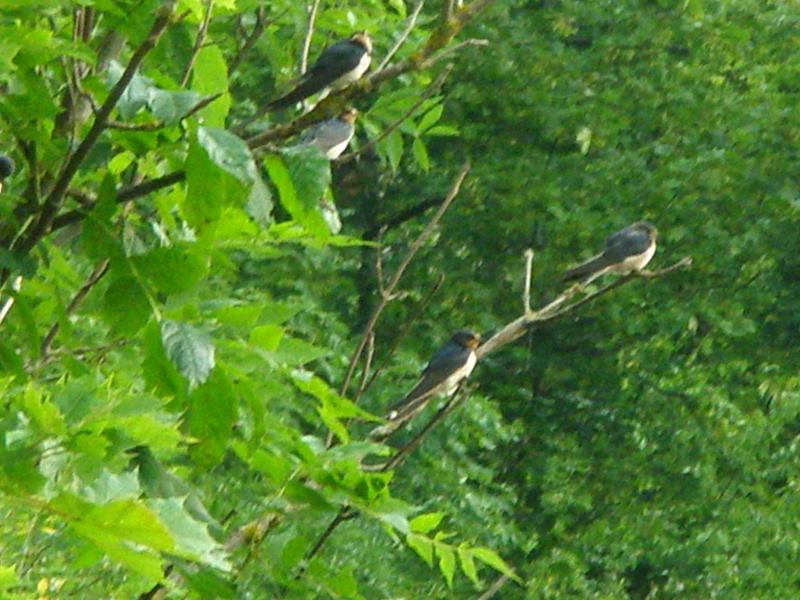 Збруч - Кокошинці