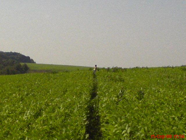 Збруч - Кокошинці