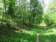 Природа Шаулихи