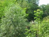 Природа Шаулихи