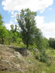 Природа Шаулихи