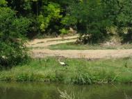 Природа Шаулихи