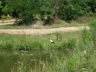 Природа Шаулихи