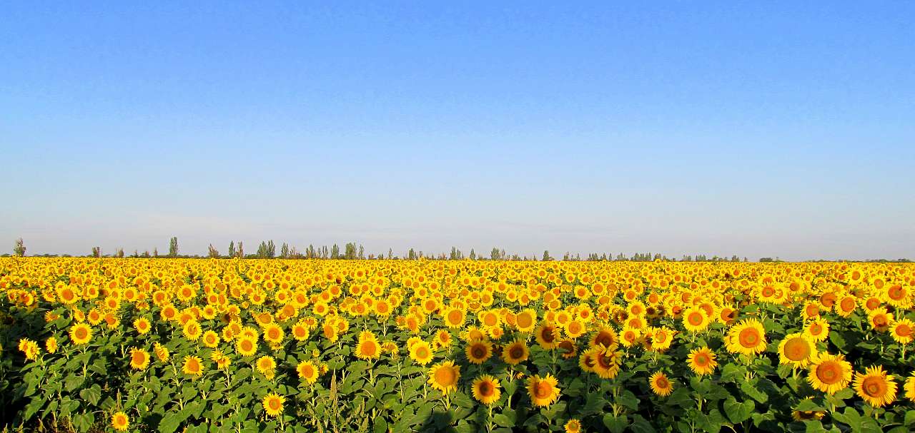 Червоногригорівка з panoramio.com - Червоногригорівка