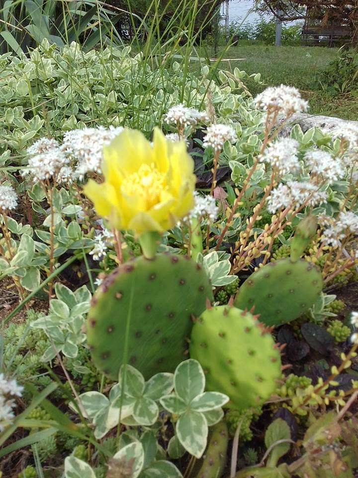 Приватна садиба 'Золотий якір' - Непоротове