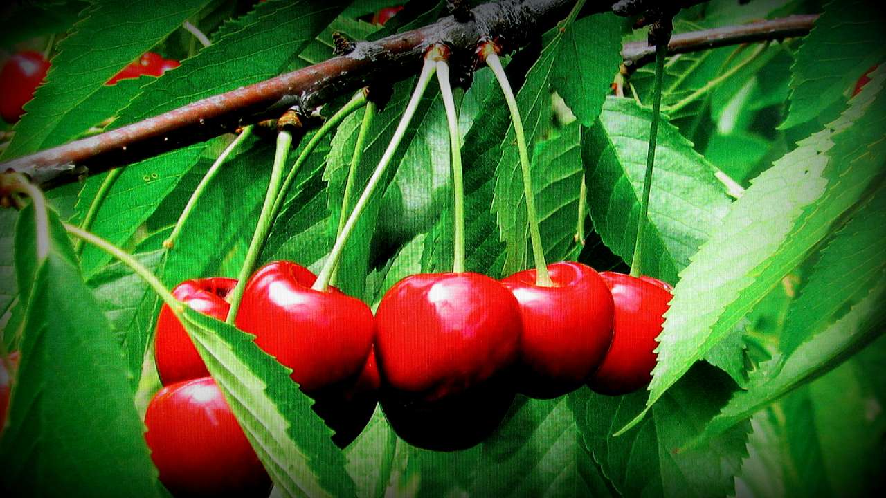 Червоногригорівка з panoramio.com - Червоногригорівка