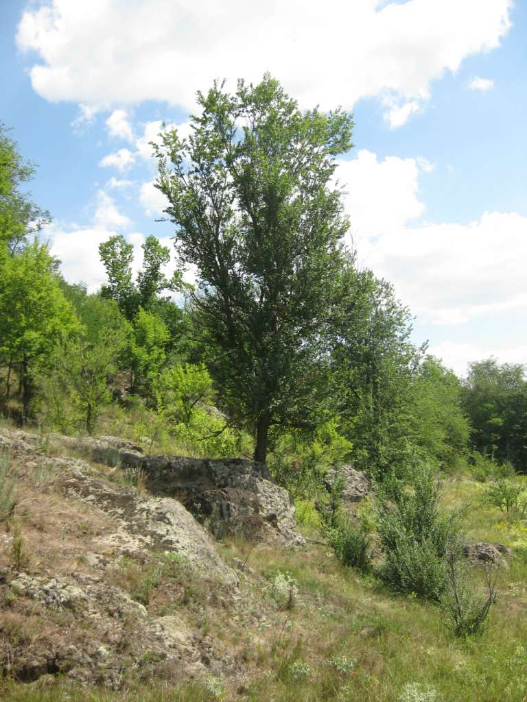 Природа Шаулихи - Шаулиха