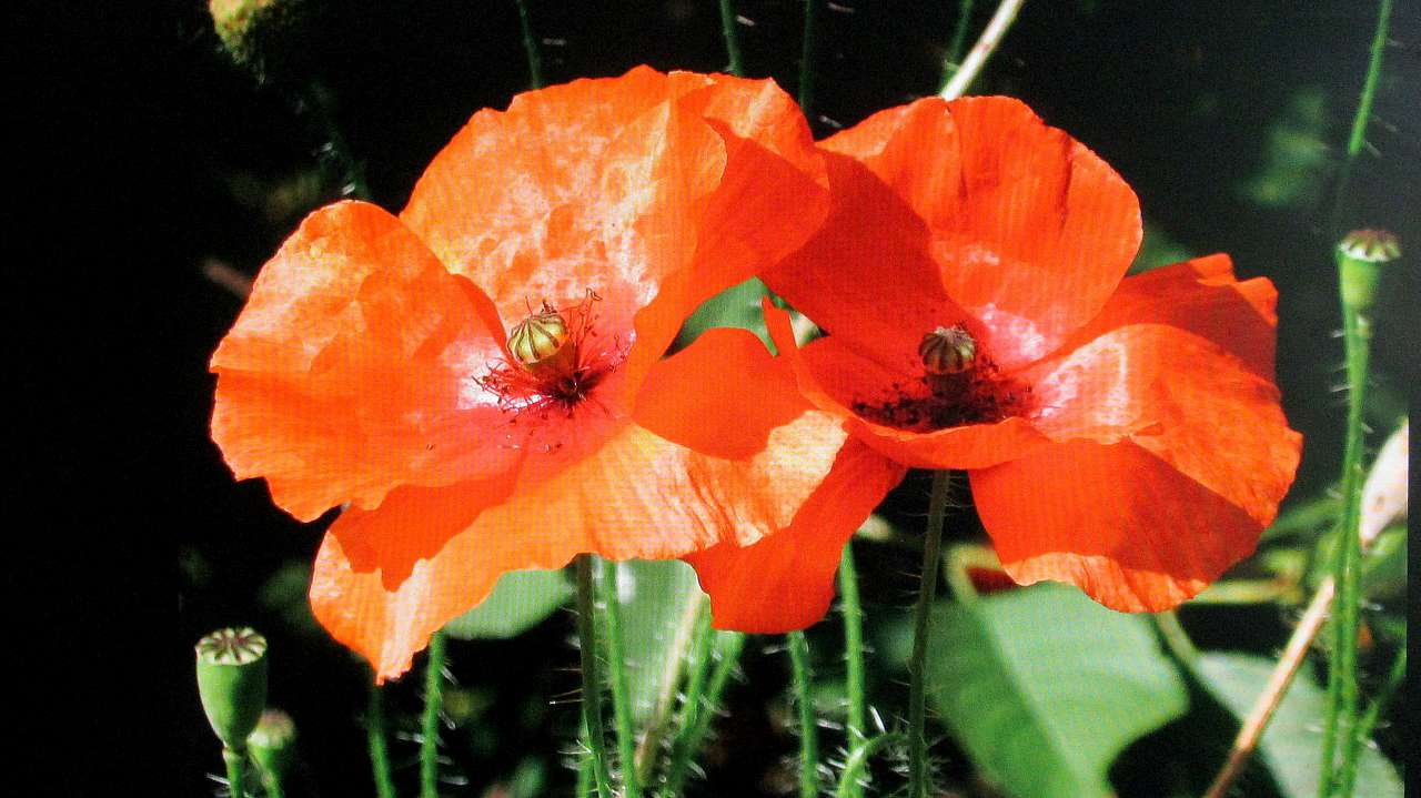 Червоногригорівка з panoramio.com - Червоногригорівка