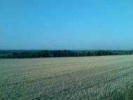 Соняшникове поле