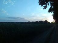 Селекційне - Останні фото