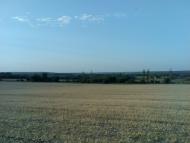 Соняшникове поле