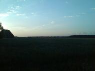 Соняшникове поле