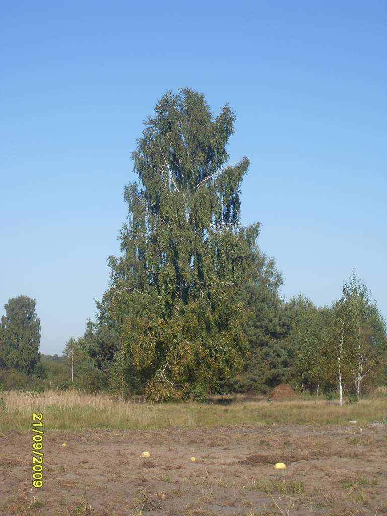 Моэ село - Черемошная Воля