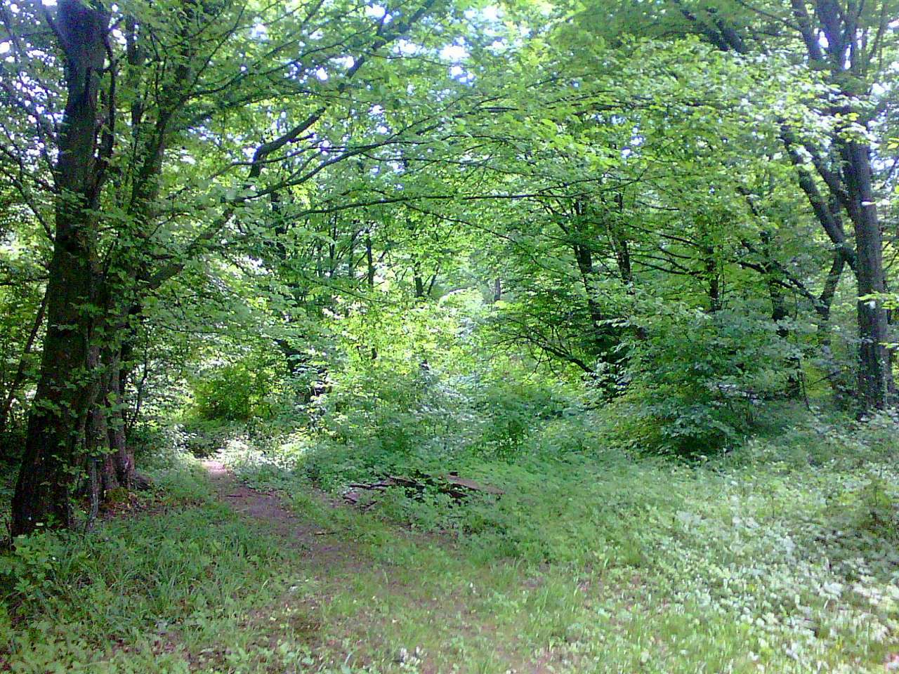 Ліс - Держів