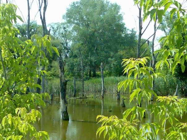 Крайовиди - Рокитне