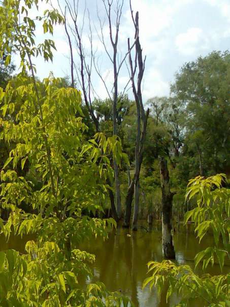 Крайовиди - Rokytne