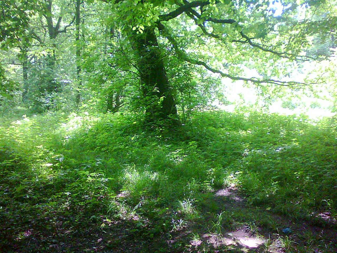 Ліс - Держів