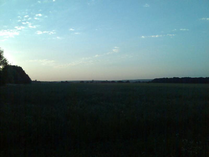 Соняшникове поле - Selektsiyne