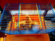 КАТЕРИНОПІЛЬ, 22.09.2017