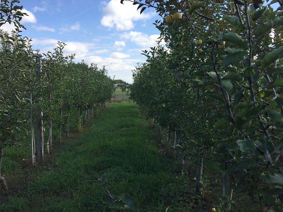 ЖИТТЯ  СЕЛА - Мар'янівка