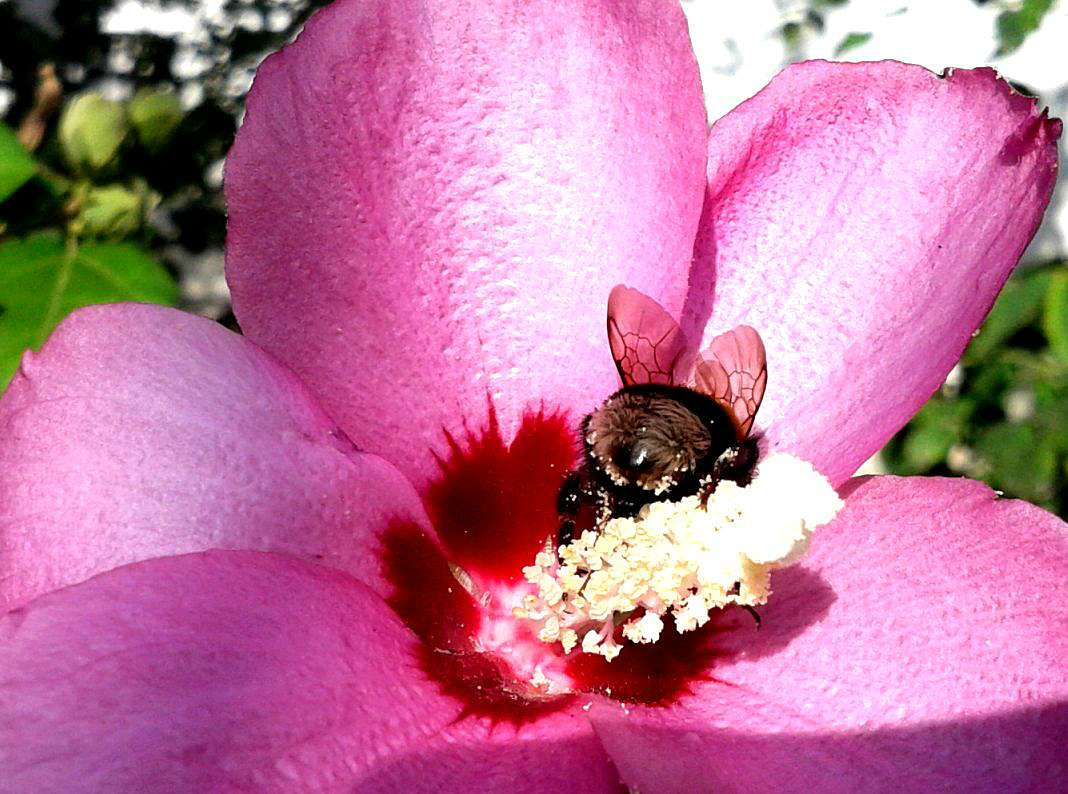Казка осіннього лісу - Старі Петрівці