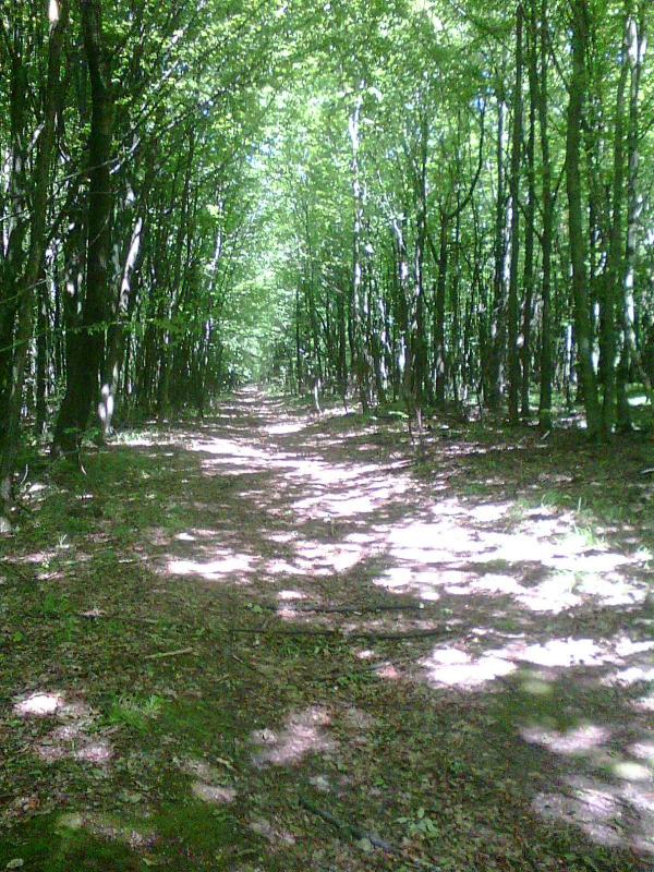 Ліс - Tanyava