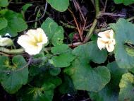 природні фантазії