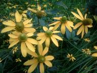 природні фантазії