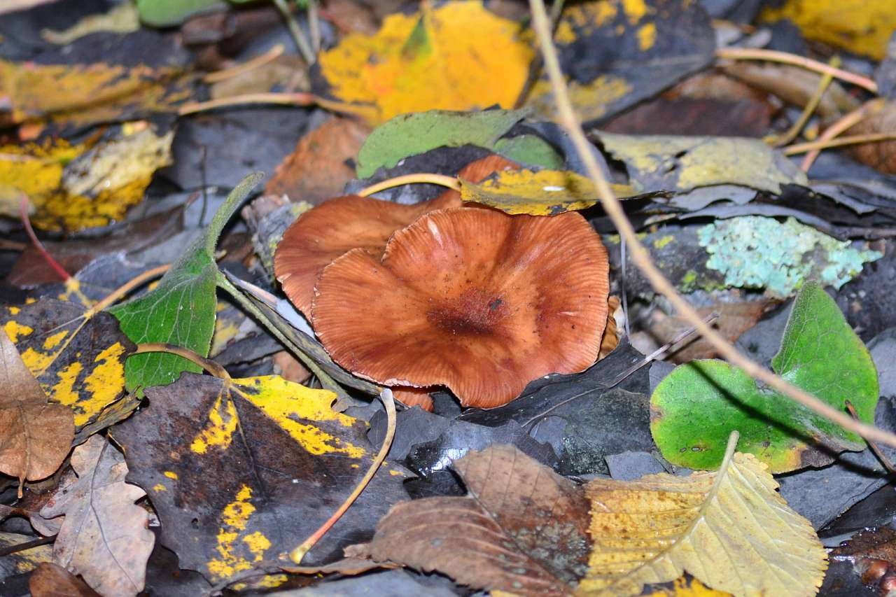 Барви осені - Іваниця