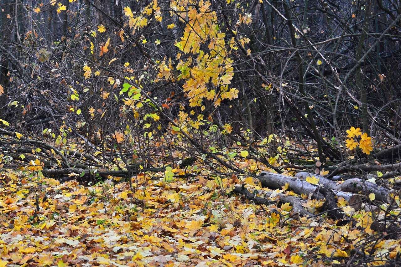 Барви осені - Іваниця