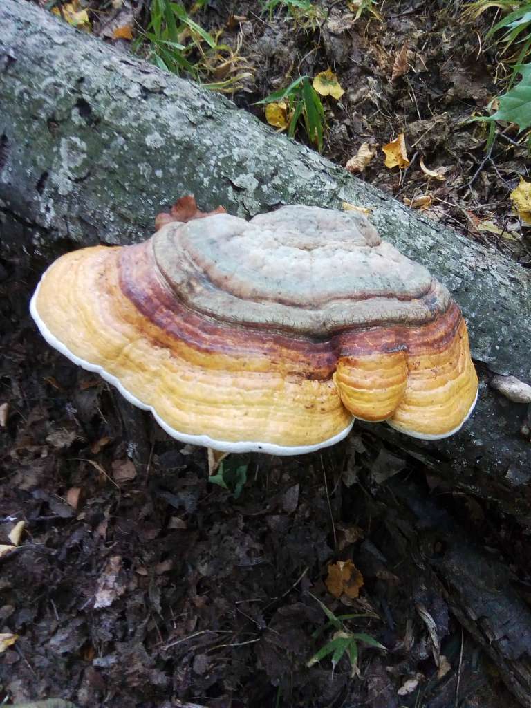 історія - Юрове