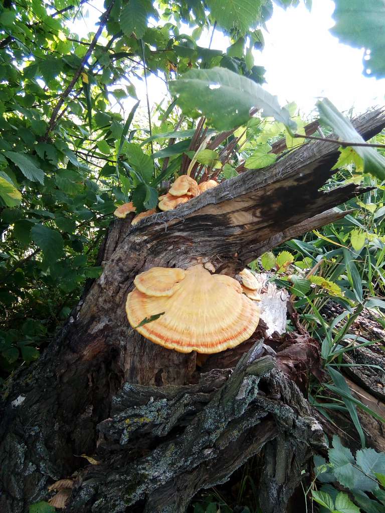 історія - Yurove