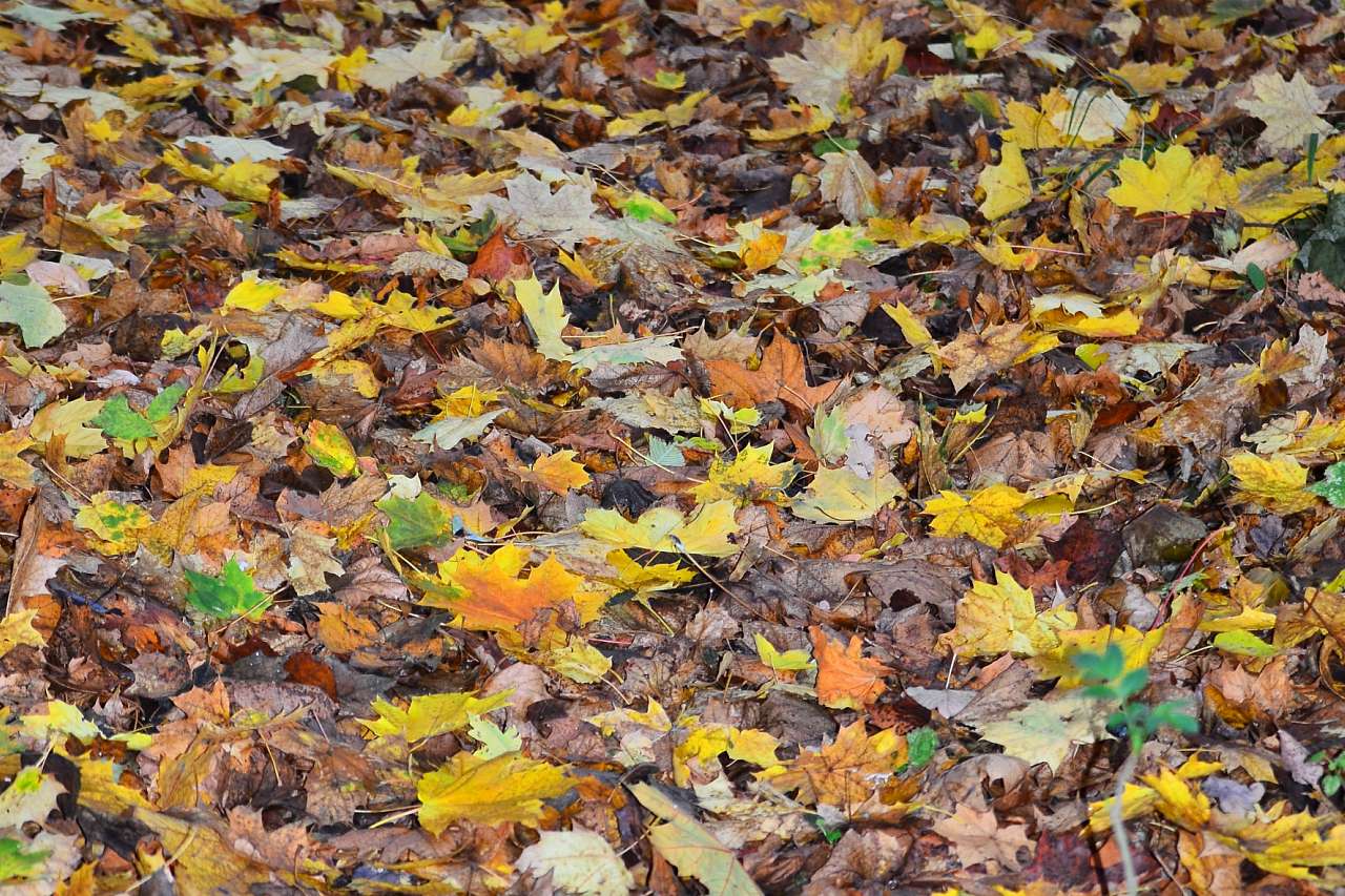 Барви осені - Іваниця