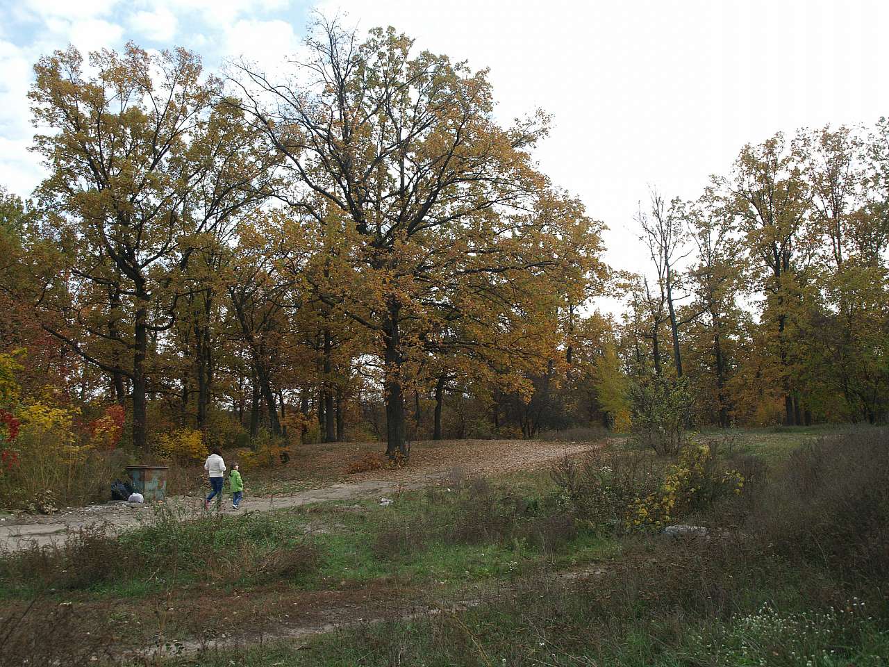 ЗОЛОТА ОСІНЬ У БОЯРЦІ - Боярка