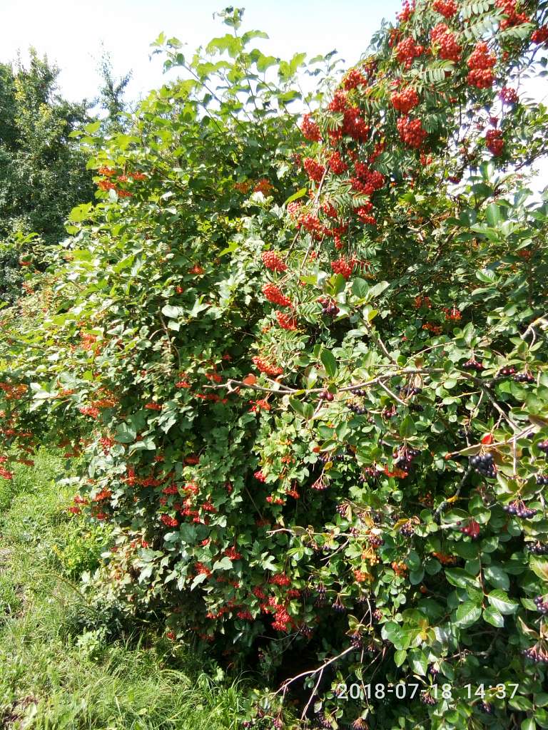 історія - Юрове