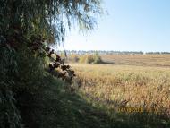 Добрий день Погоріла!