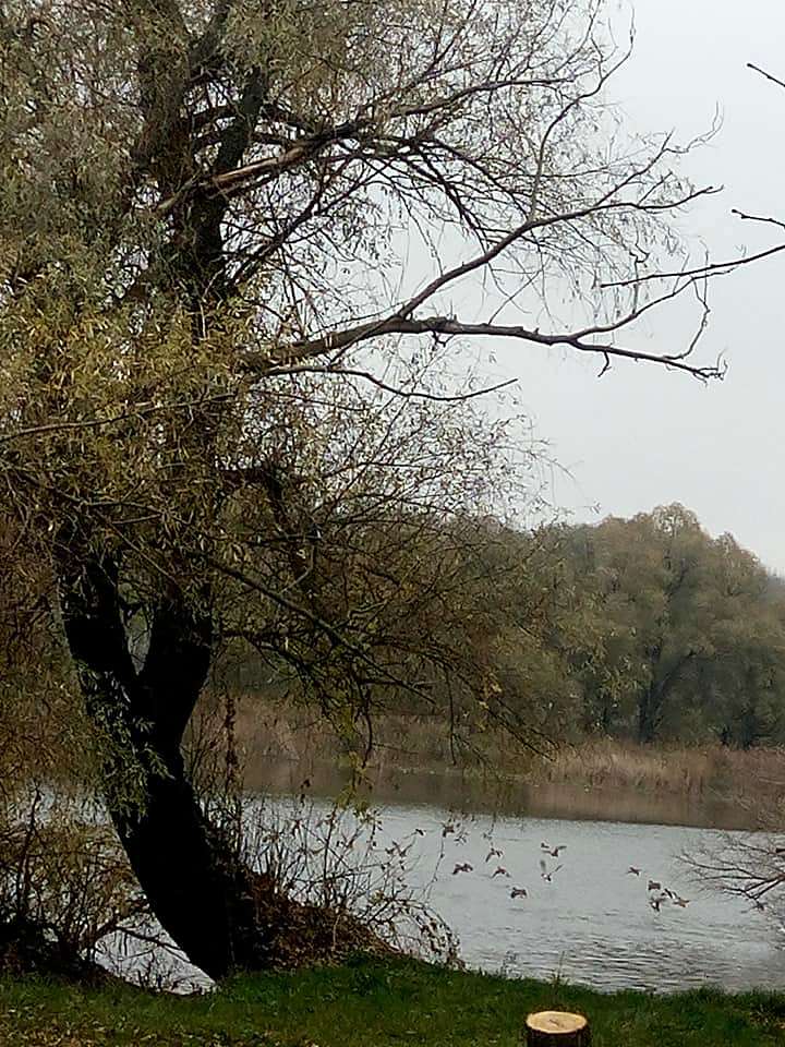КАПУСТИНЕ - Kapustyne