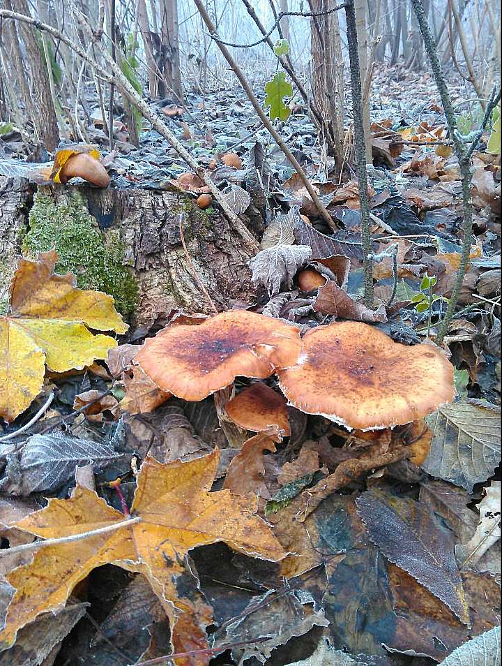 Барви осені - Іваниця