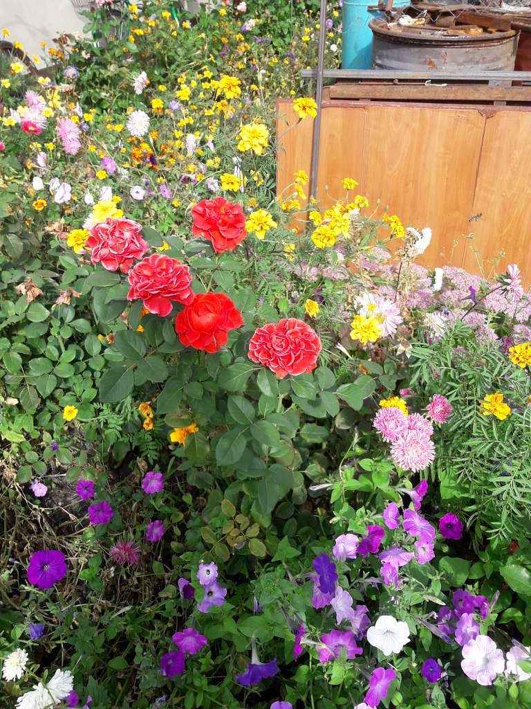 Село  ЛЕБЕДІВКА - Лебедівка