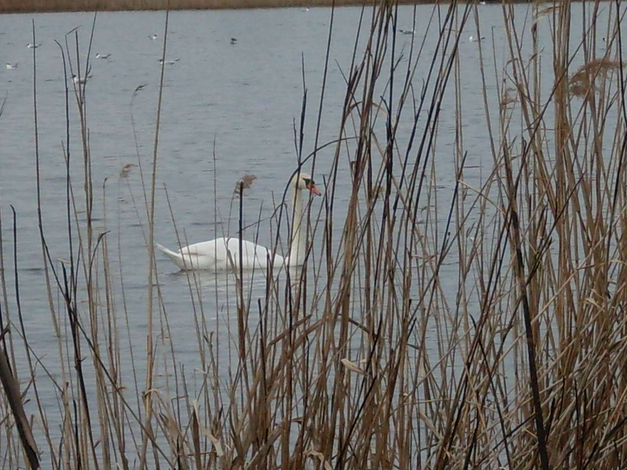 альбом - Ревбинці