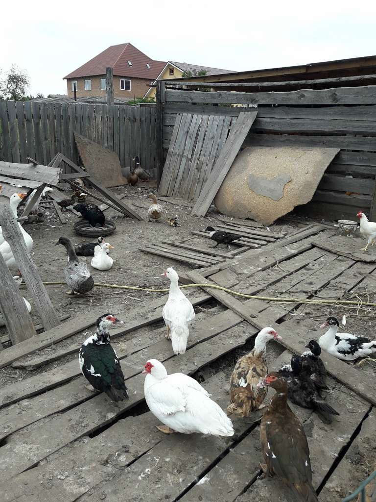 Село  ЛЕБЕДІВКА - Лебедівка