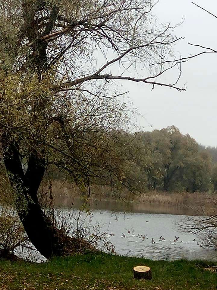 КАПУСТИНЕ - Kapustyne