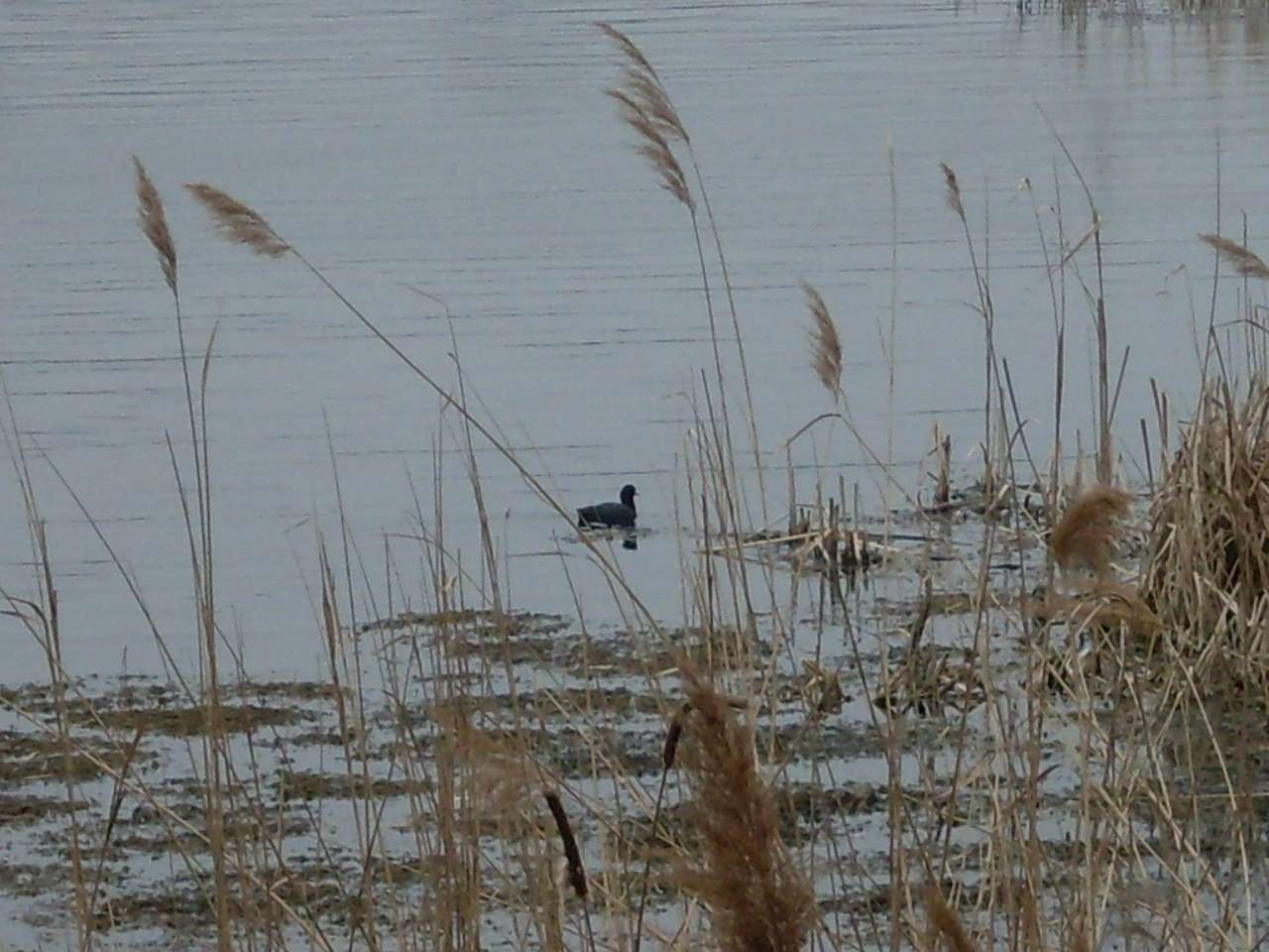 альбом - Ревбинці