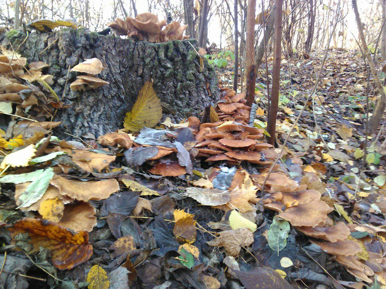 Барви осені - Іваниця