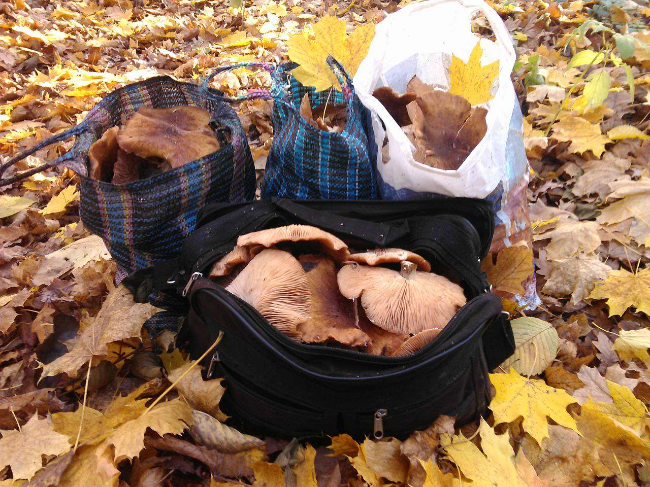 Барви осені - Іваниця