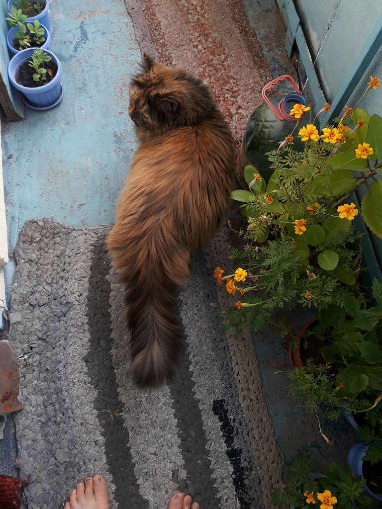 Село  ЛЕБЕДІВКА - Лебедівка