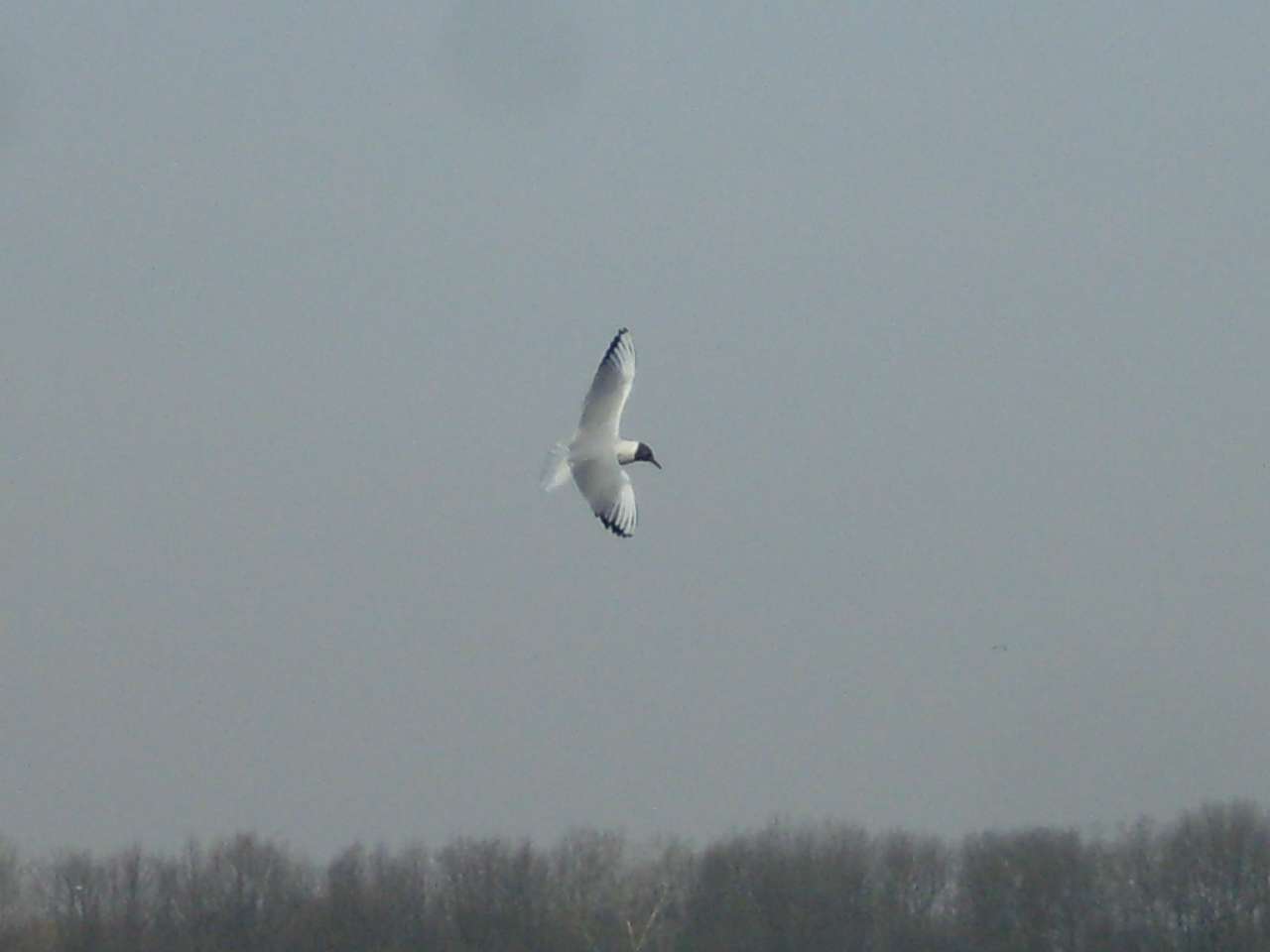 альбом - Ревбинці