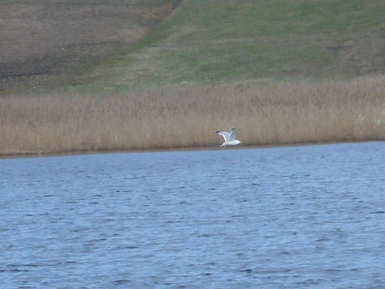 альбом - Ревбинці