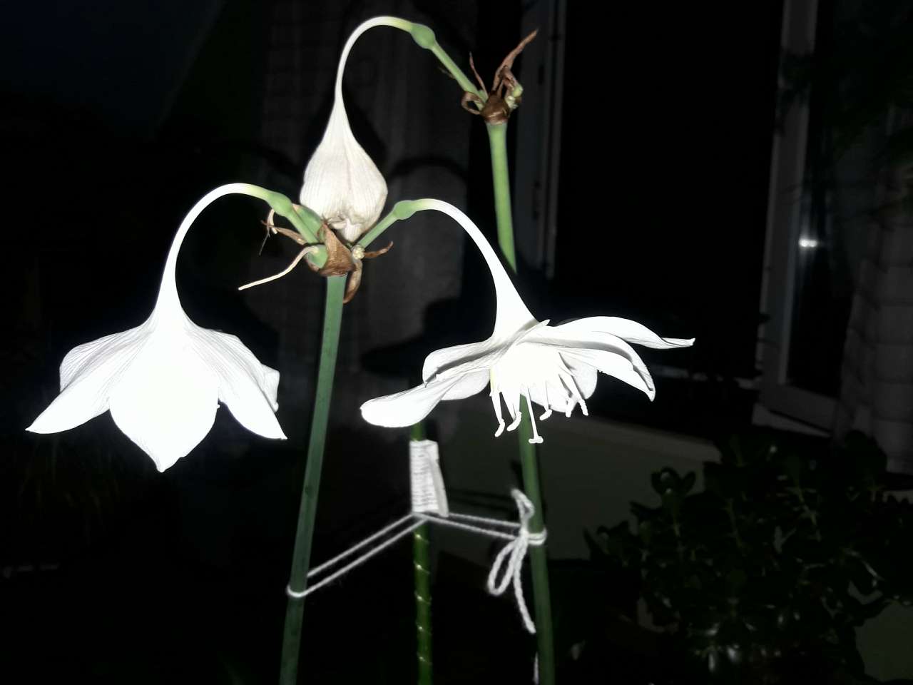 Село  ЛЕБЕДІВКА - Лебедевка