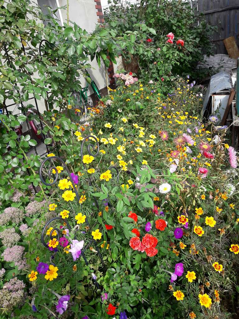 Село  ЛЕБЕДІВКА - Лебедівка